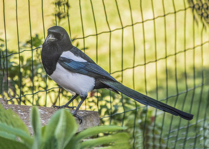 Magpie a+.jpg