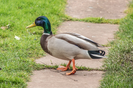 Mallard c+.jpg